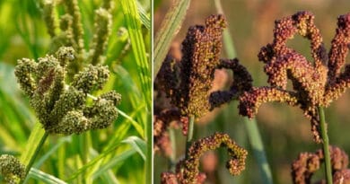 Cultivation of Finger Millet ( Mandua or Ragi