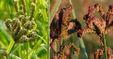 Cultivation of Finger Millet ( Mandua or Ragi