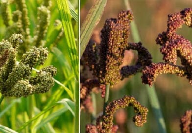 Cultivation of Finger Millet ( Mandua or Ragi