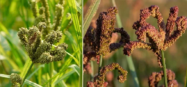 Cultivation of Finger Millet ( Mandua or Ragi