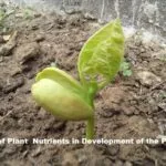Role of Plant Nutrients in Development of the Plant