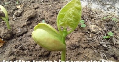 Role of Plant Nutrients in Development of the Plant