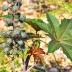 Cultivation of Castor