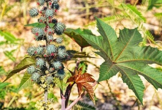 Cultivation of Castor