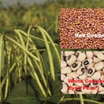 Cultivation of Cowpea