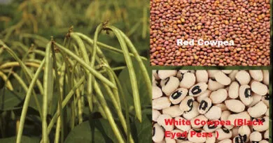 Cultivation of Cowpea