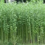 cultivation of Jute