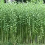 cultivation of Jute