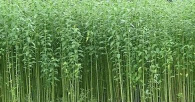 cultivation of Jute