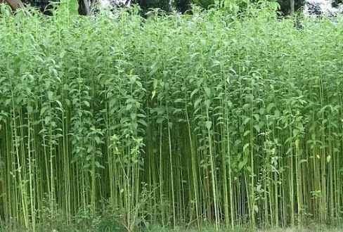 cultivation of Jute