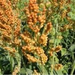 Sorghum ((Sorghum bicolor L) or Jwoar Cultivation