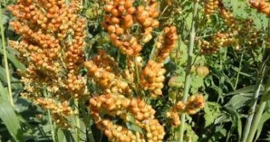Sorghum ((Sorghum bicolor L) or Jwoar Cultivation
