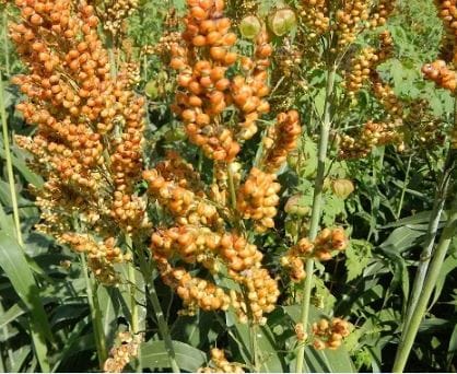 Sorghum ((Sorghum bicolor L) or Jwoar Cultivation