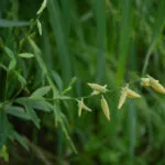 Cultivation of Sunn-Hemp (Crotalaria Juncea) in India