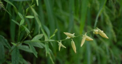 Cultivation of Sunn-Hemp (Crotalaria Juncea) in India