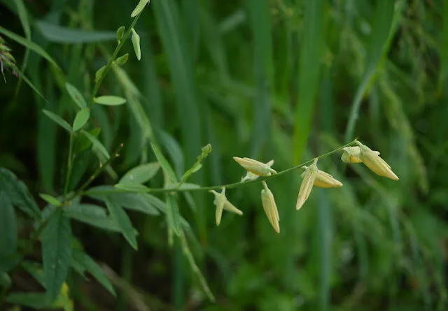 Cultivation of Sunn-Hemp (Crotalaria Juncea) in India