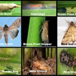 Insect Pest Management in Rice Crop for a Bumper Harvest