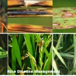 Rice Crop Disease Management for a Bumper Crop Harvest