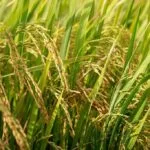 Dry or Semi Dry Upland Rice Cultivation in India