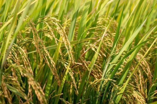 Dry or Semi Dry Upland Rice Cultivation in India