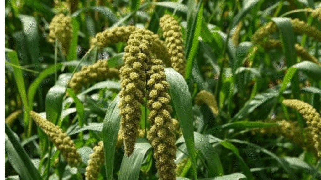 Cultivation of Foxtail Millet