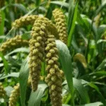 Cultivation of Foxtail Millet