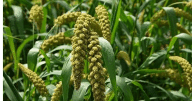 Cultivation of Foxtail Millet