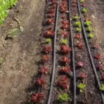 Advantages and Features of the Drip or Trickle Irrigation System