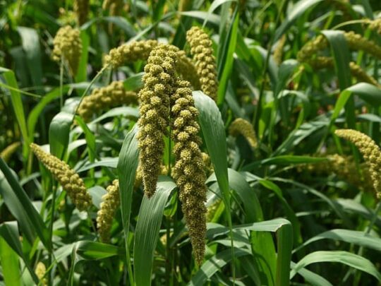 Cultivation Kakun or Foxtail Millet in India