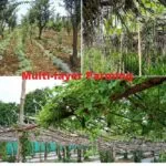 Multi-layer farming Model Objective Process and Advantages