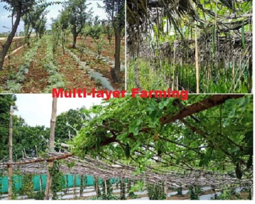 Multi-layer farming Model Objective Process and Advantages
