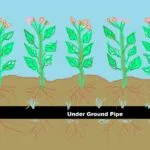 Importance of Sub-soil or Sub-surface Irrigation System