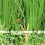 Weed Management in Rice (Oryza sativa)