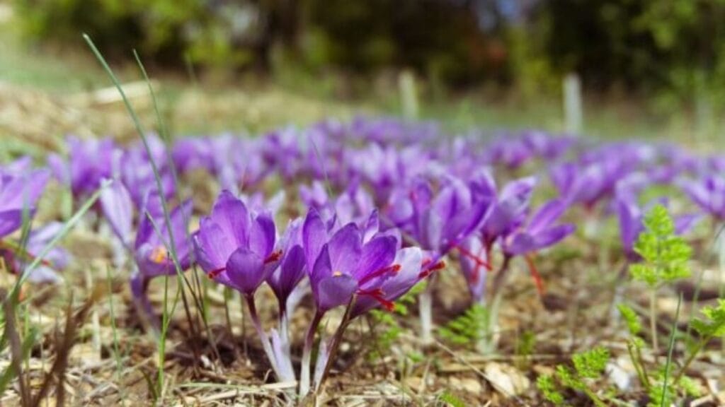 Saffron (Crocus Sativa) Flower