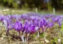 Saffron (Crocus Sativa) Flower