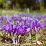 Saffron (Crocus Sativa) Flower