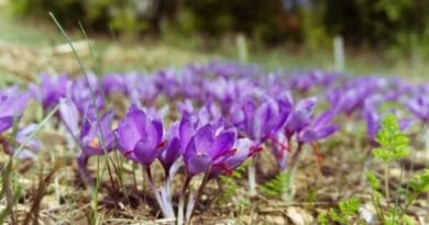 Saffron (Crocus Sativa) Flower