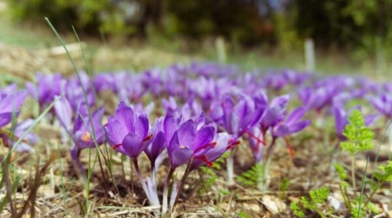 Saffron (Crocus Sativa) Flower