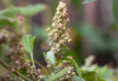 Cultivation of Quinoa