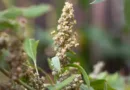 Cultivation of Quinoa crop