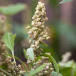 Cultivation of Quinoa crop