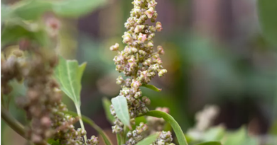 Cultivation of Quinoa