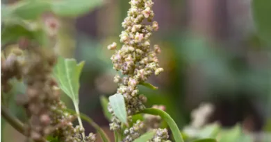Cultivation of Quinoa crop