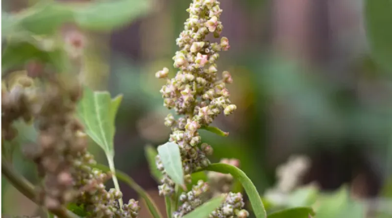 Cultivation of Quinoa crop