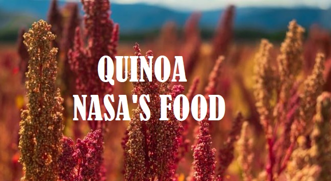 cultivation of Quinoa