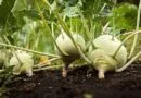 Knol-Khol Cultivation in India
