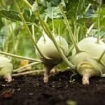Knol-Khol Cultivation in India