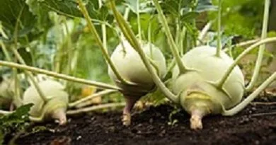 Knol-Khol Cultivation in India