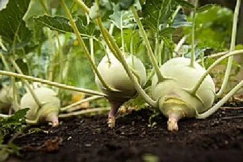 Knol-Khol Cultivation in India
