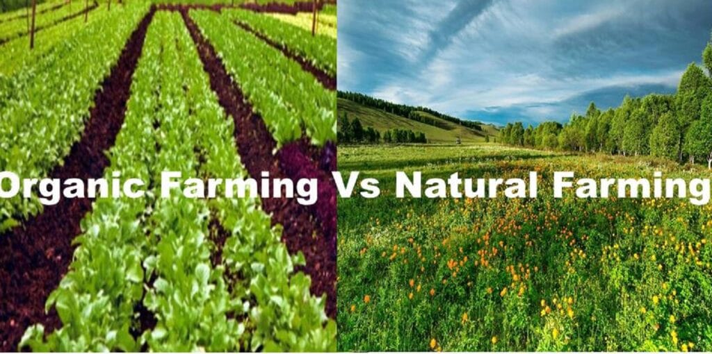 organic vs Natural Farming